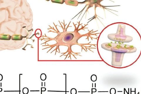 火燒、輻射都不怕，全無機(jī)離子聚合物憶阻器實(shí)現(xiàn)高性能柔性人工突觸