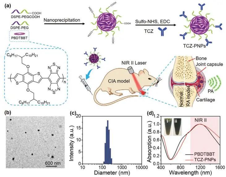 南開大學(xué)丁丹教授《AM》：首創(chuàng)！有機(jī)共軛聚合物結(jié)合藥物對類風(fēng)濕關(guān)節(jié)炎（RA）進(jìn)行高效的NIR-II PA成像和治療
