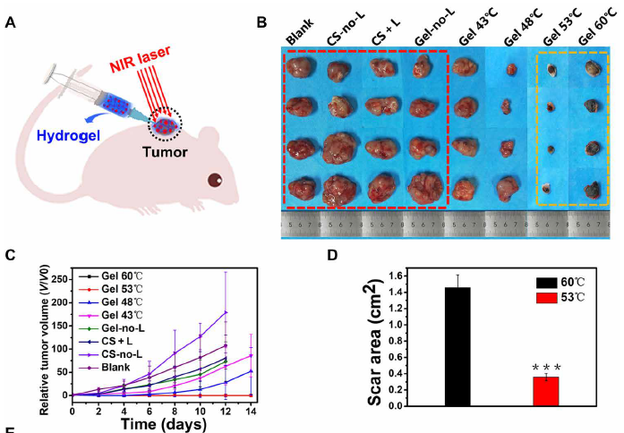 中科院硅酸鹽所常江團隊?Science子刊—— “水凝膠溫度計”助力光熱療法突破瓶頸