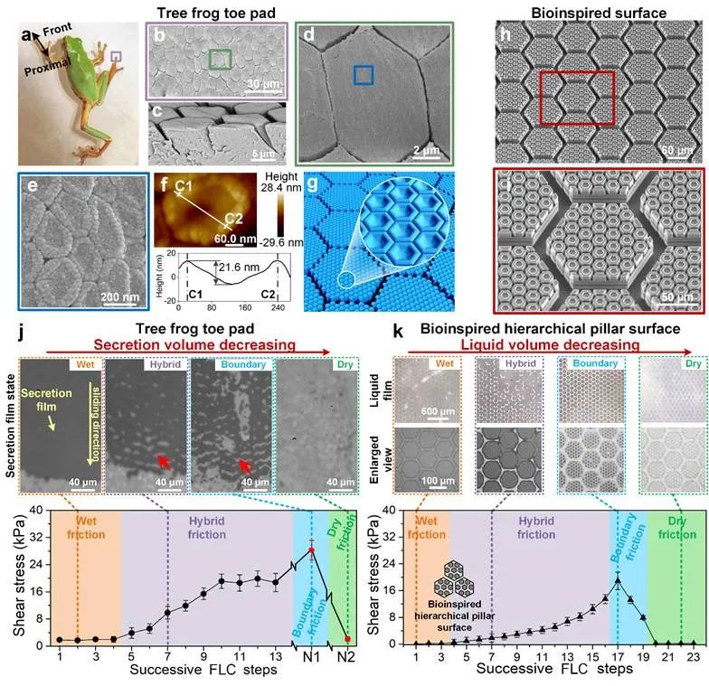 北航陳華偉教授：樹蛙腳掌的多級微納界面濕增摩效應規(guī)律研究