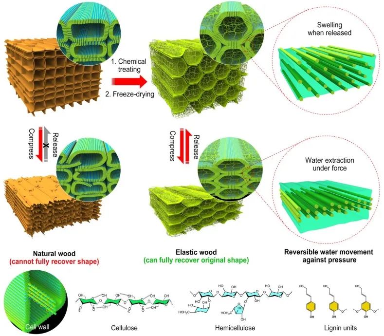 ?胡良兵/李騰《ACS Nano》：彈性木材！歷經(jīng)萬(wàn)次壓縮，性能如初！