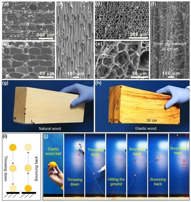 ?胡良兵/李騰《ACS Nano》：彈性木材！歷經(jīng)萬(wàn)次壓縮，性能如初！
