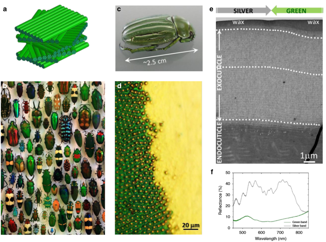 《Nature》子刊：仿昆蟲表皮的膽甾型圖案設(shè)計(jì)用于密碼學(xué)標(biāo)簽！