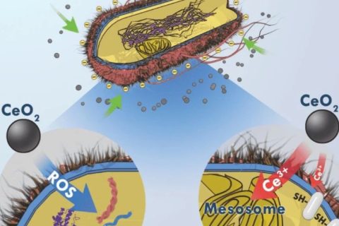 目標→沒有蛀牙，氧化鈰納米顆?；虺芍揽诵? decoding=