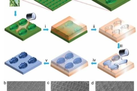 鄭州大學《Mater. Horiz.》：超高應變生物基形狀記憶聚合物！