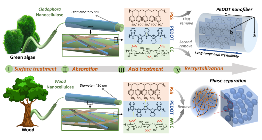 湖南大學(xué)汪朝暉團(tuán)隊(duì)《AFM》：納米纖維素誘導(dǎo)制備高結(jié)晶度PEDOT納米纖維