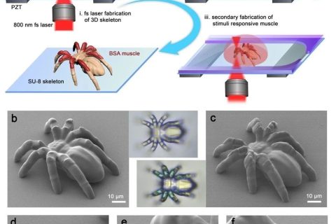 清華大學孫洪波、吉林大學張永來：飛秒激光仿生制造人工肌肉骨骼系統(tǒng)