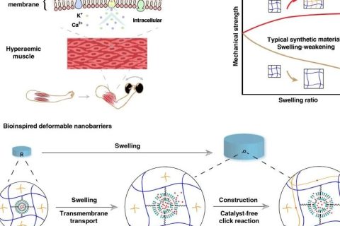 水凝膠溶脹后機械性能反增強？骨骼肌啟發(fā)的溶脹強化水凝膠！