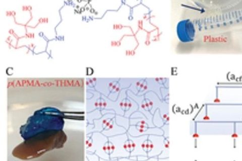 具有“分擔(dān)負荷”作用的粘性水凝膠，可作為組織繃帶用于藥物和細胞的輸送。