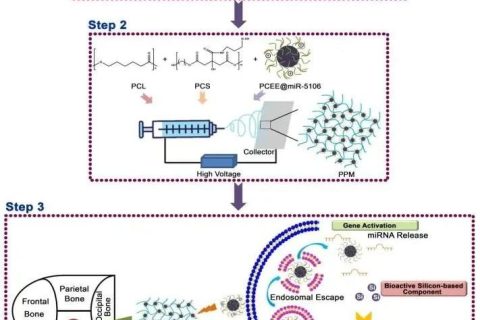 提出基于硅基彈性-基因激活生物活性材料的骨組織再生新策略