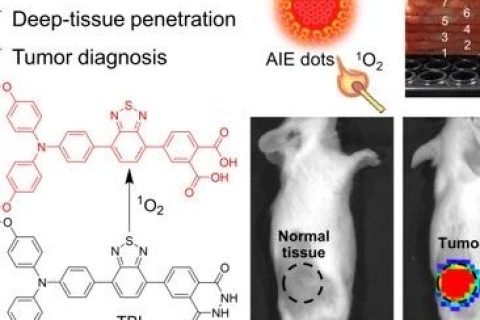 唐本忠院士/羅亮教授《AM》：穿透3厘米！AIE近紅外化學(xué)發(fā)光材料用于深部組織成像