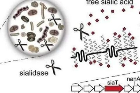 最新研究：口腔細(xì)菌在會(huì)破壞陰道微生物組的平衡