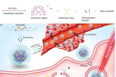 耐藥腫瘤不可怕！雙響應(yīng)Pt(IV)/Ru(II)雙金屬聚合物殺死耐順鉑腫瘤