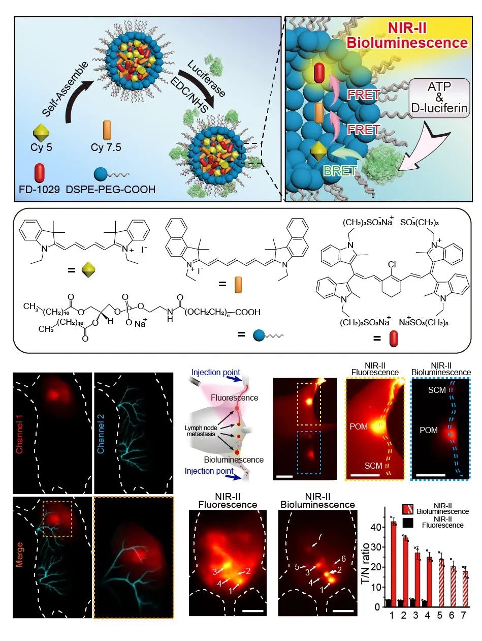 復(fù)旦大學(xué)張凡教授《自然·通訊》：近紅外第二窗口生物發(fā)光探針用于活體高信噪比成像以及ATP介導(dǎo)的轉(zhuǎn)移腫瘤追蹤