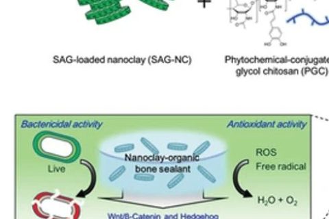 自然啟發(fā)的骨密封劑：多功能納米粘土有機(jī)水凝膠骨密封劑促進(jìn)骨再生