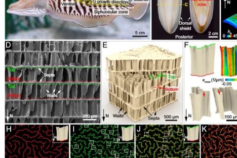 吃墨魚發(fā)了一篇頂刊《PNAS》！墨魚骨的秘密被揭開！