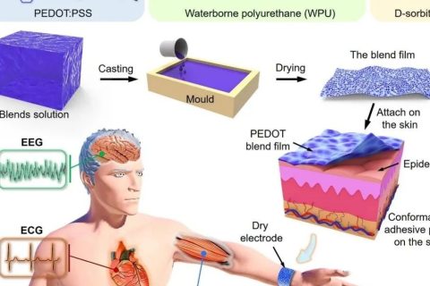 新加坡國立大學(xué)歐陽建勇、任洪亮：可拉伸自粘附純有機(jī)干電極用于長期穩(wěn)定檢測人體表皮生物電信號