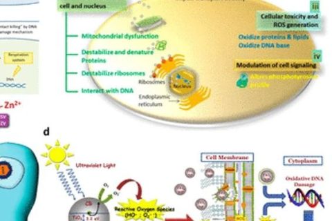 《ACS Nano》綜述：抗菌、抗病毒納米材料和涂層的現(xiàn)狀和未來展望