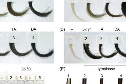 你的“少年白”有救了！科學家找到了純天然的染發(fā)技術