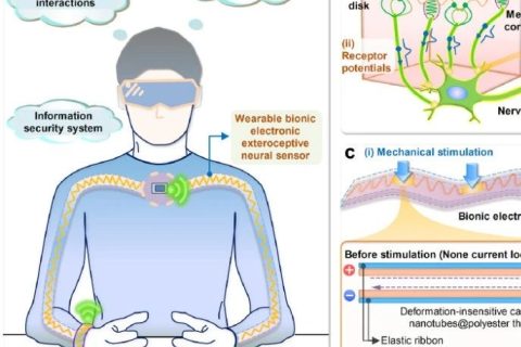 南洋理工大學(xué)鄭元謹(jǐn)教授等研制出可拉伸、變形不敏感仿生觸摸定位傳感器