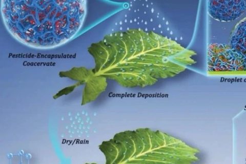 江雷院士團(tuán)隊最新《AFM》：大幅度提高農(nóng)藥使用效率的綜合策略