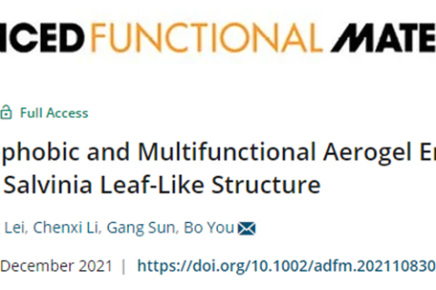 復(fù)旦大學(xué)游波教授《AFM》：仿生丹參葉狀結(jié)構(gòu)的超疏水多功能氣凝膠！