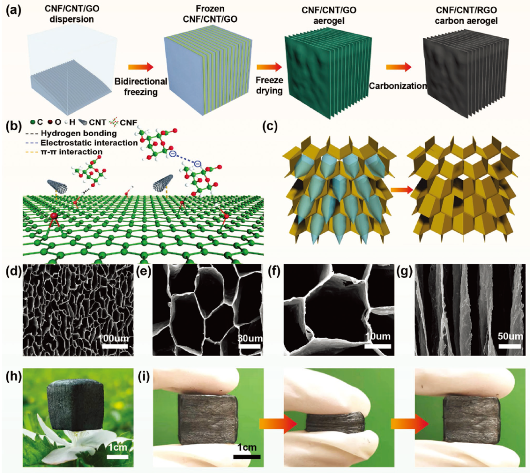 圖1. a) CNF/CNT/RGO碳?xì)饽z制備示意圖。b) CNF、CNT和RGO相互作用示意圖。c)冰晶生長機(jī)理示意圖。d-f) CNF/CNT/RGO-3碳?xì)饽z的俯視圖和側(cè)視圖SEM圖像。h)光學(xué)圖像顯示一個(gè)超輕CNF/CNT/RGO氣凝膠站在一朵花上。i)碳?xì)饽z的壓縮回收過程。